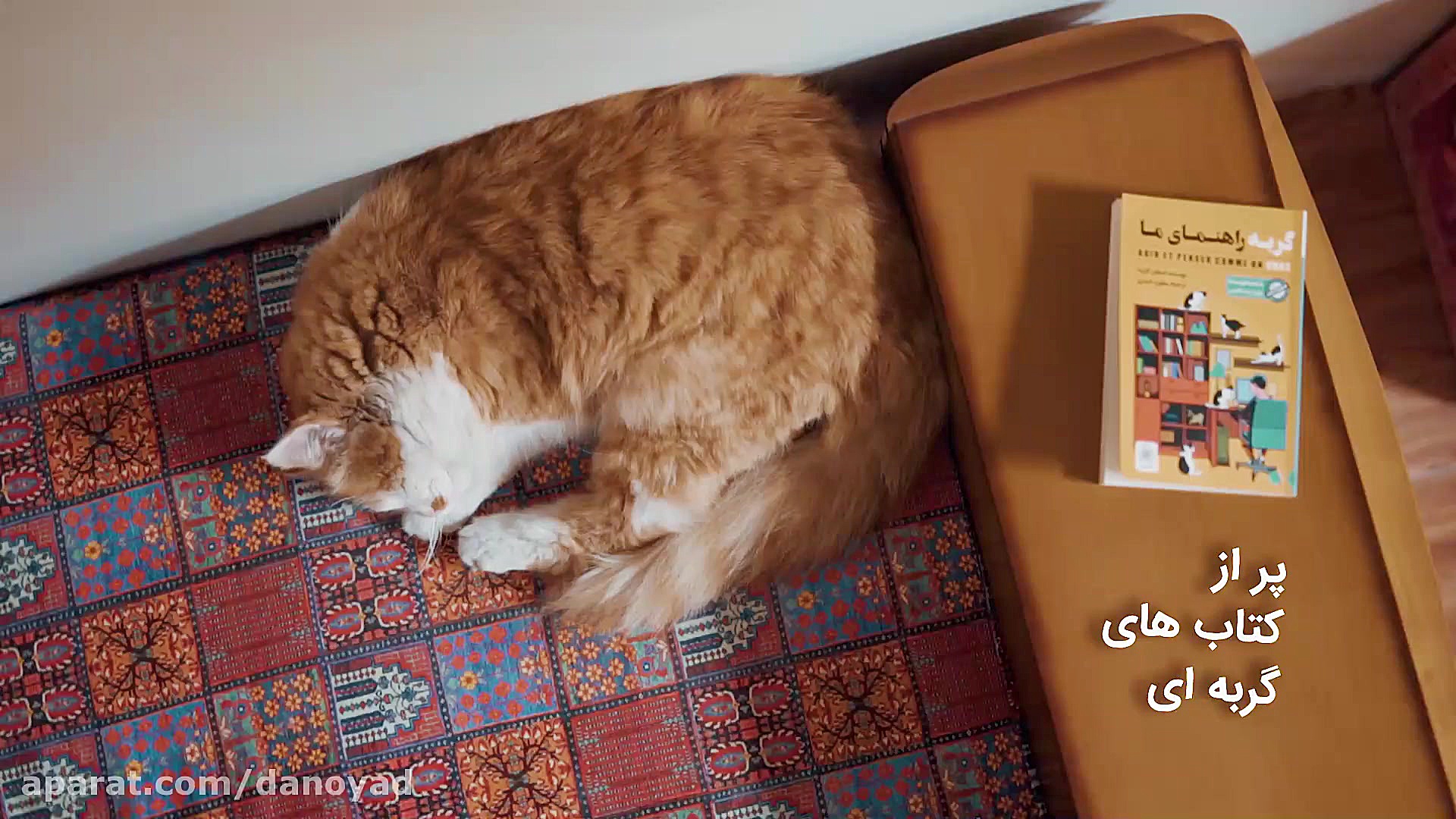 کافه جذاب و دیدنی با کلی گربه