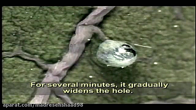 زندگی کرم ابریشم