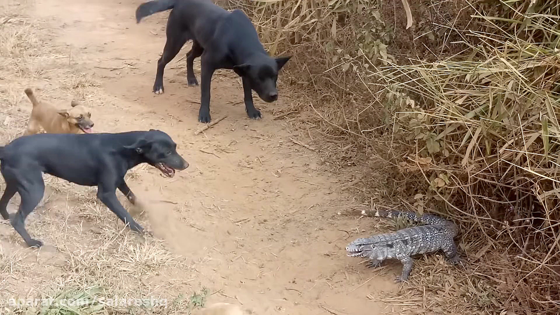 صحنه بشدت ترسناک جنگ چهار سگ ب...