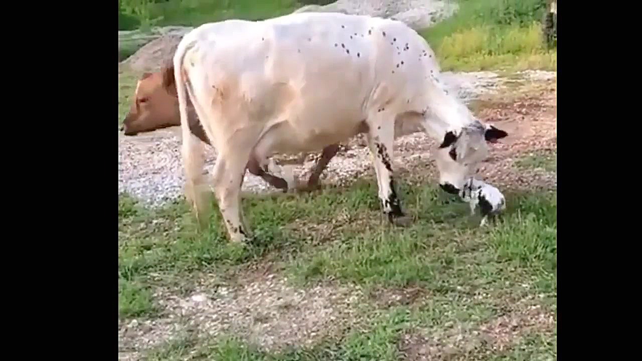 بچه حیوانات سوپر بامزه و خنده...