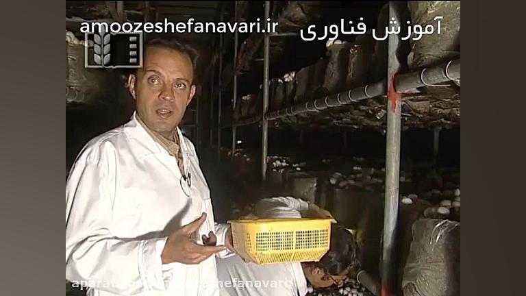 پرورش قارچ دکمه ای