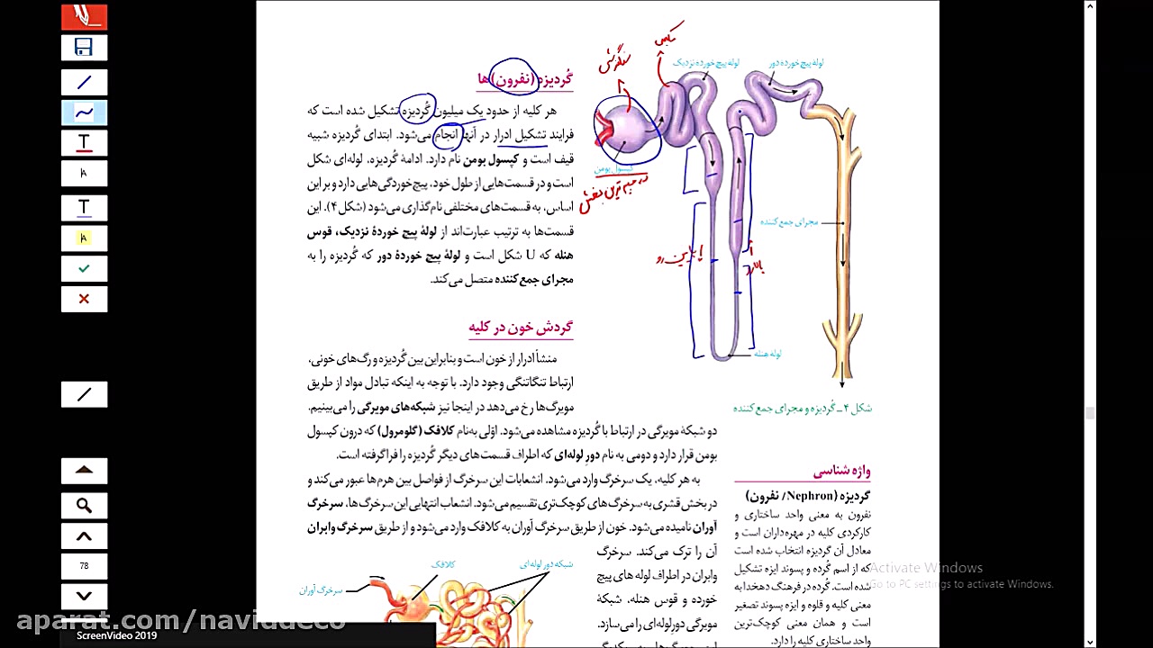 نفرون (گردیزه)