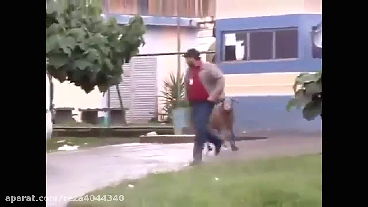 گوسفند گردن کلفت ولش نمیکنه