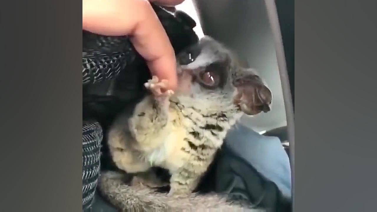 بچه حیوانات سوپر بامزه و خنده...