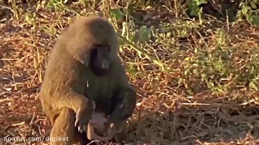 حیات وحش، شیر ها و کروکودیل ها...