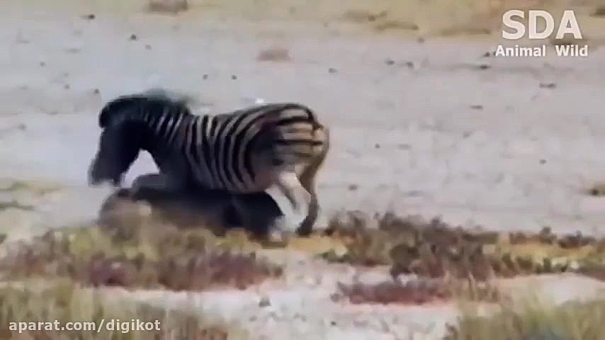 حیات وحش، حمله شیر برای شکار ز...