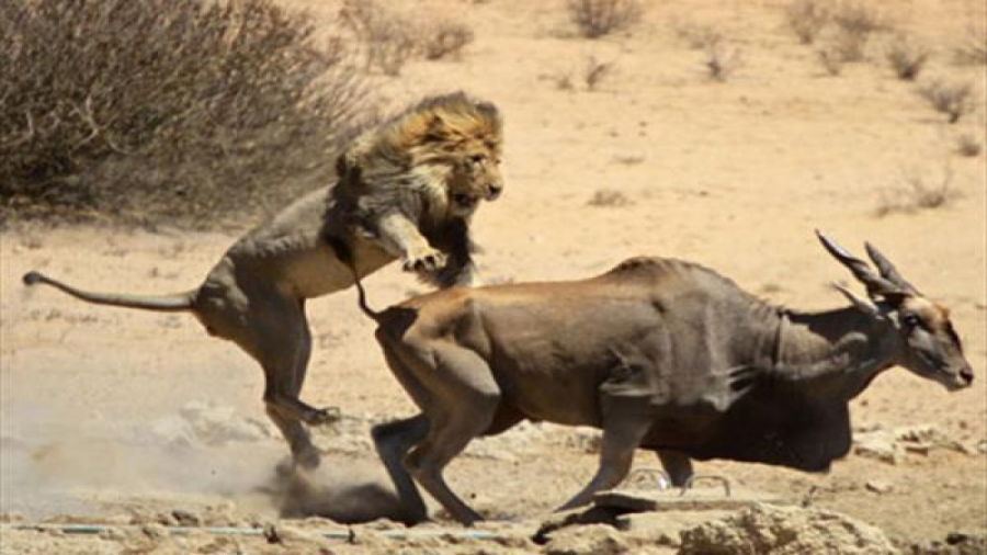 حمله شیر به گاومیش ها