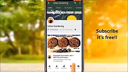 آموزش کاشت و پرورش توت فرنگی