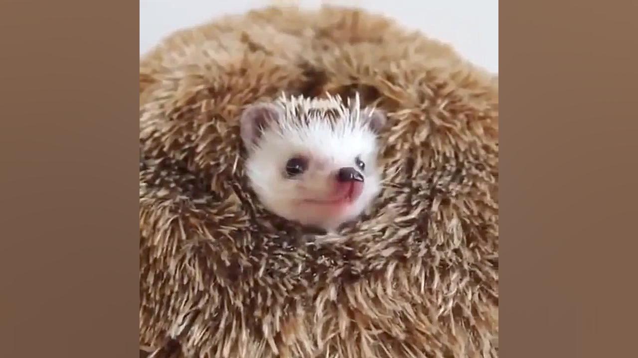 بچه حیوانات سوپر بامزه و خنده...