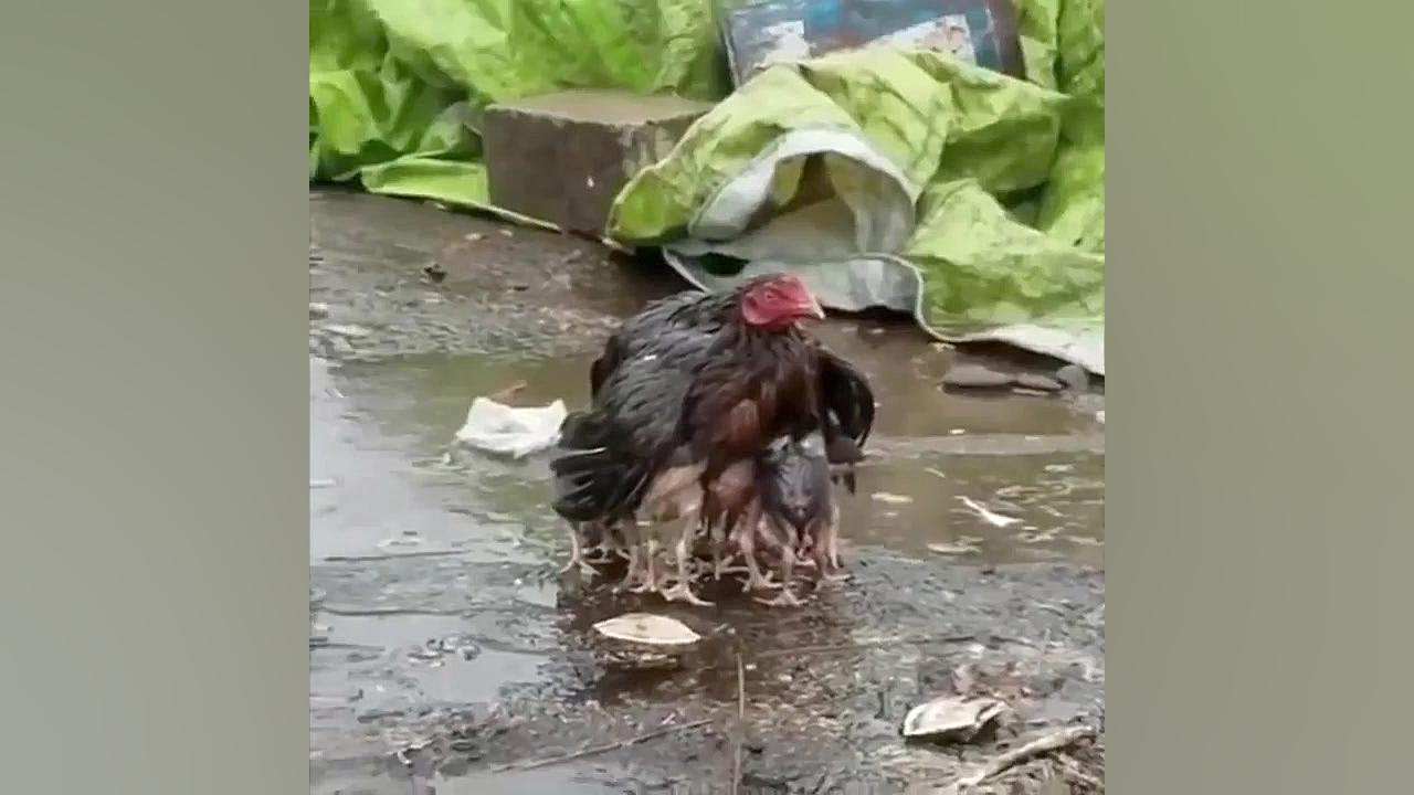 بچه حیوانات سوپر بامزه و خنده...