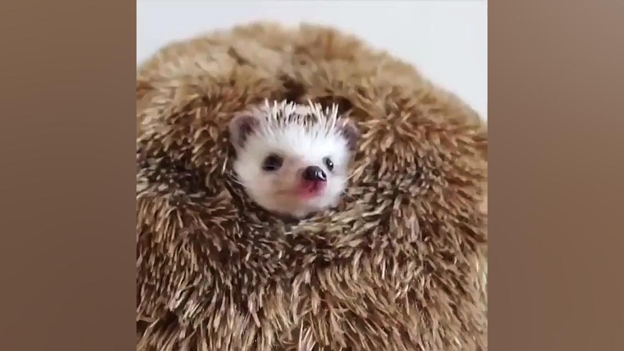 بچه حیوانات سوپر بامزه و خنده...