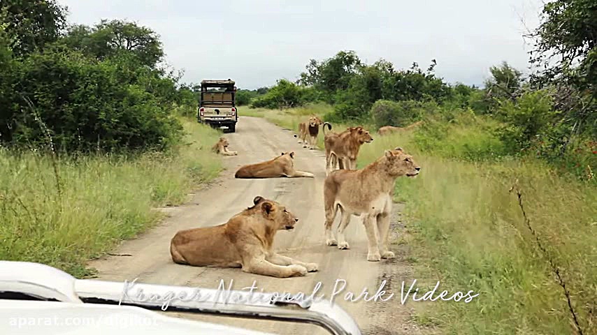 تجمع خوفناک گله شیر در جاده
