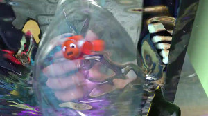 انیمیشن سینمایی در جستجوی نمود...