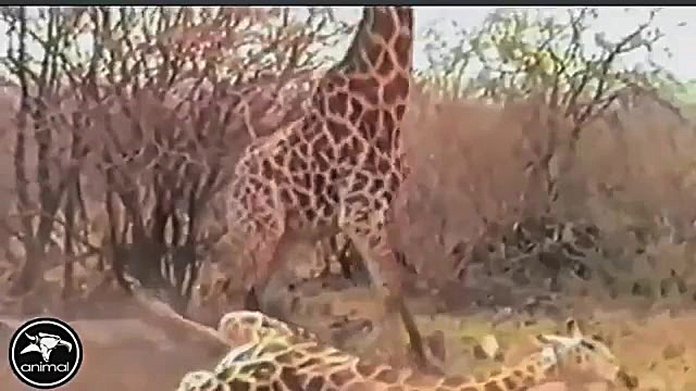 راز بقا شکار و جنگ حیوانات