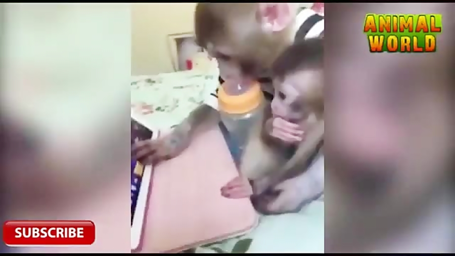میمون های نسل جدید و اعتیاد به...