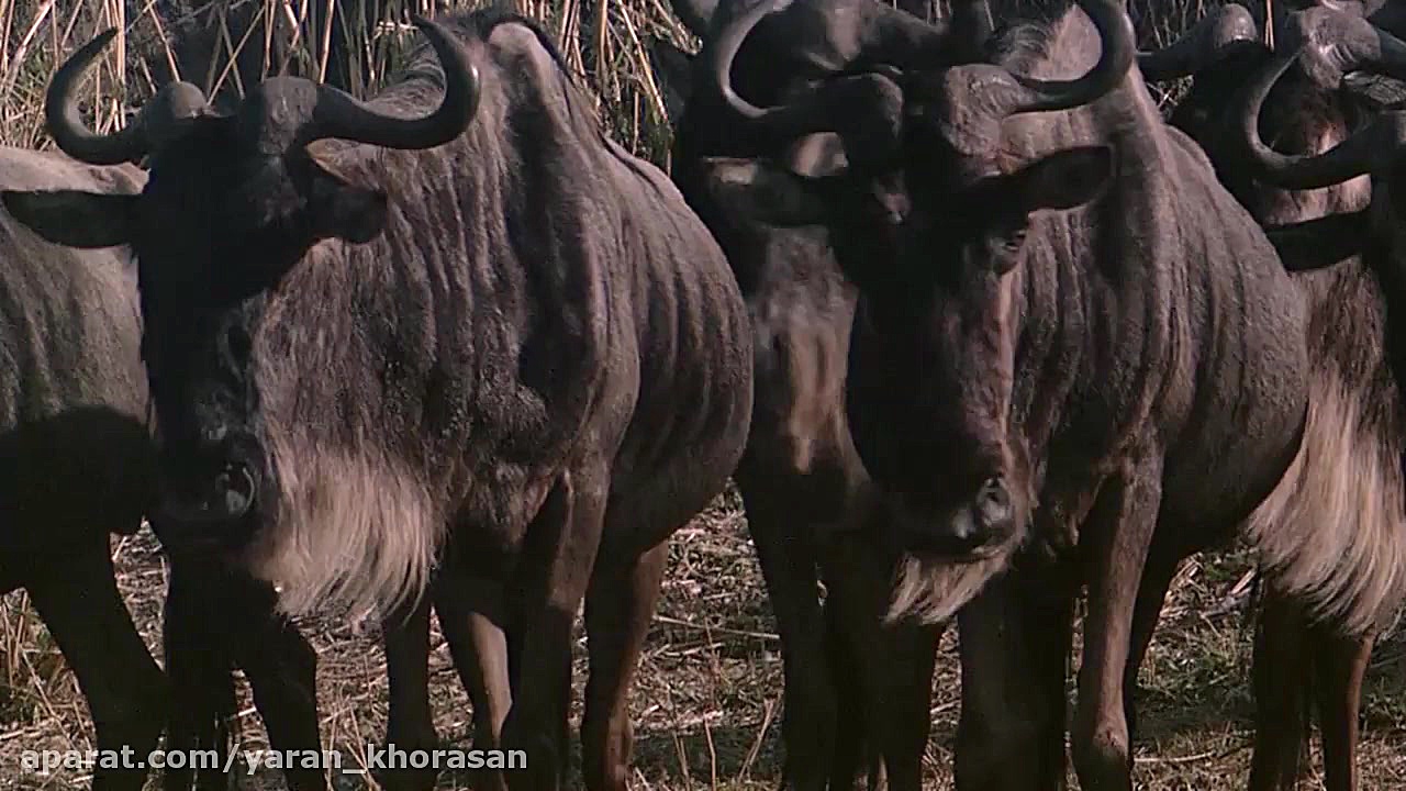 مستند شیرهای آفریقایی و حیوانا...