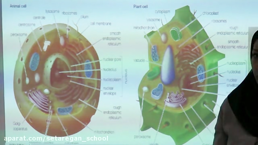 13 اسفند  علوم هفتم  مقایسه یا...