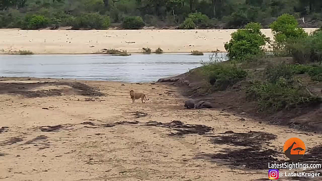 تلاش شیر و کروکودیل برای شکار...