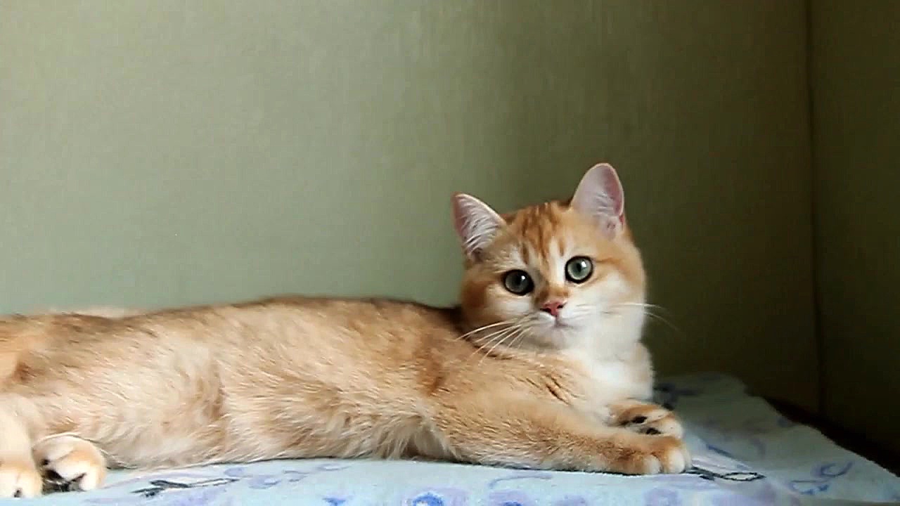 بچه گربه های طلایی خوشگل