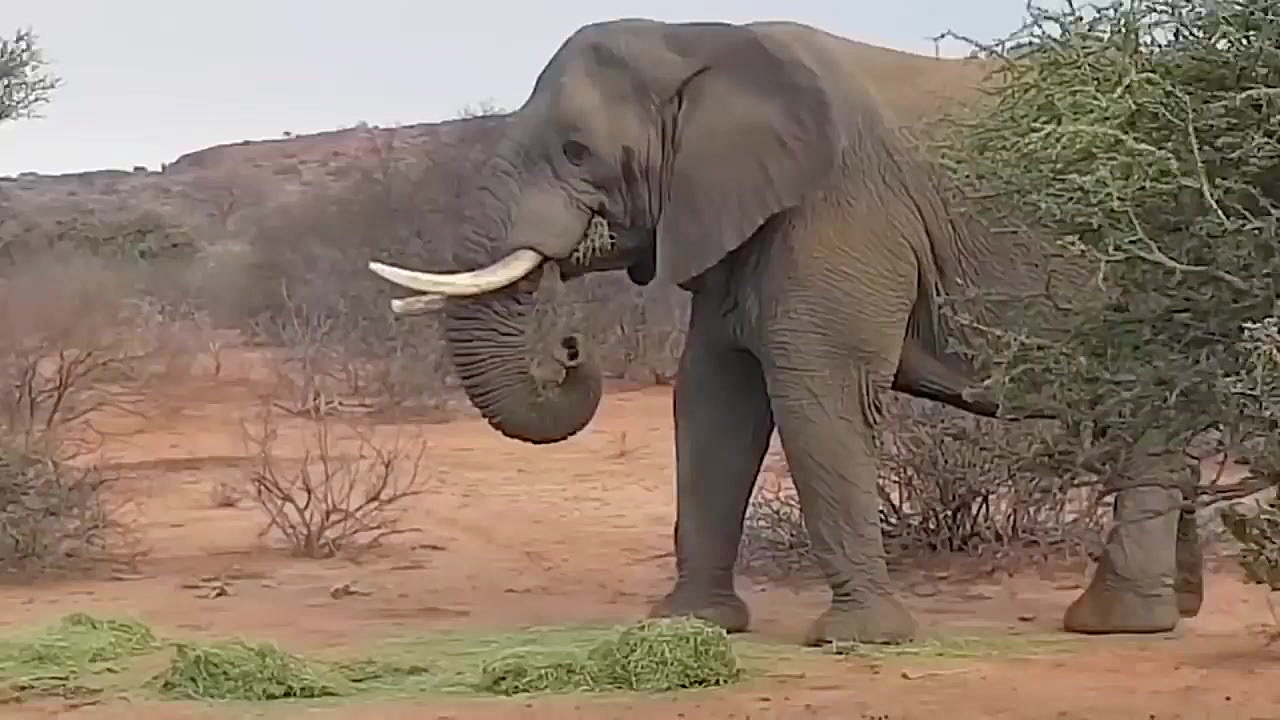 10 حیواناتی که از یکدیگر متنفر...