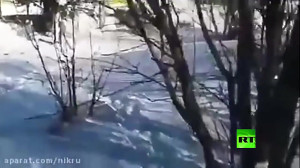 یخ زدن پرندگان در سرمای منفی 2...