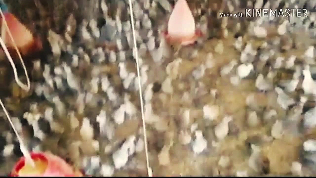 صفر تا صد پرورش بلدرچین و کسب...