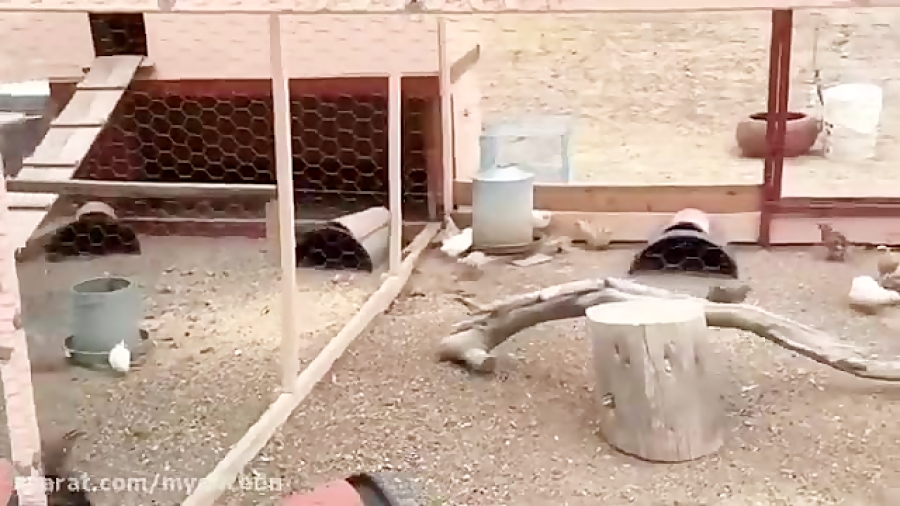 پرورش بلدرچین در حیات منزل