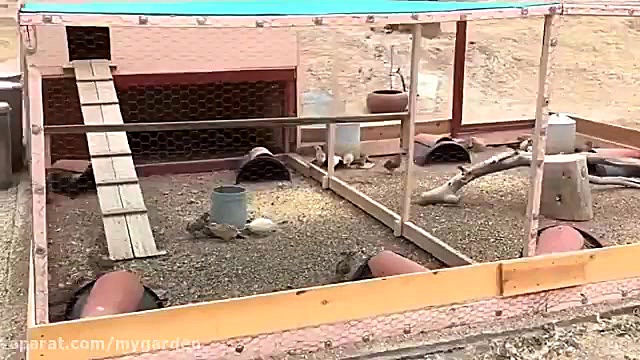 پرورش بلدرچین در حیات منزل