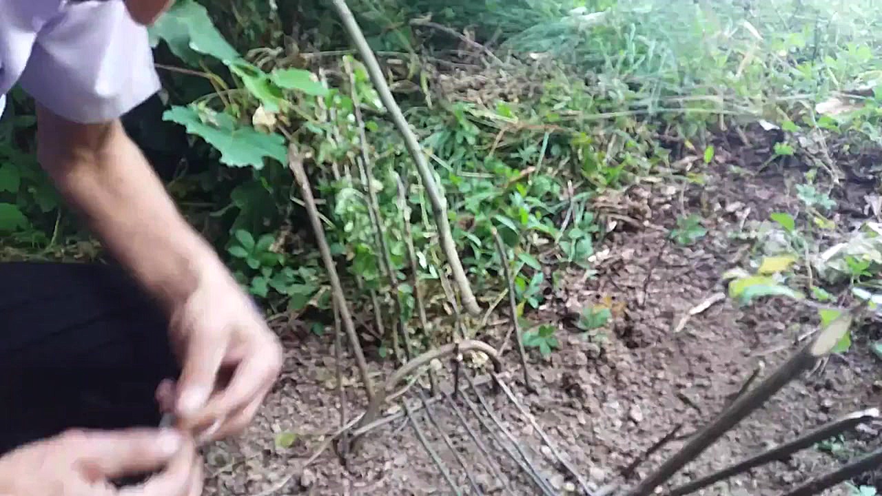 آموزش تله برای پرنده در جنگل