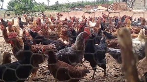 پرورش مرغ تخمگذار