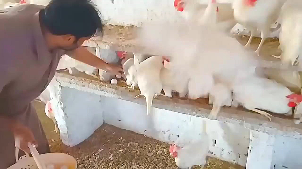 پرورش مرغ تخمگذار پرورش مرغ ما...