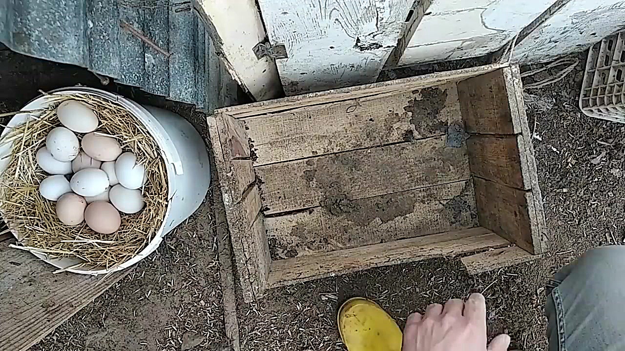 مرغ بومی مرغ خانگی جوجه مرغ مر...