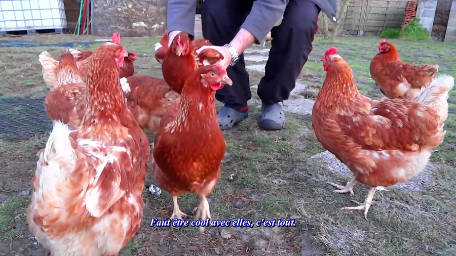 نحوه بریدن بال مرغ. نحوه گرفتن...