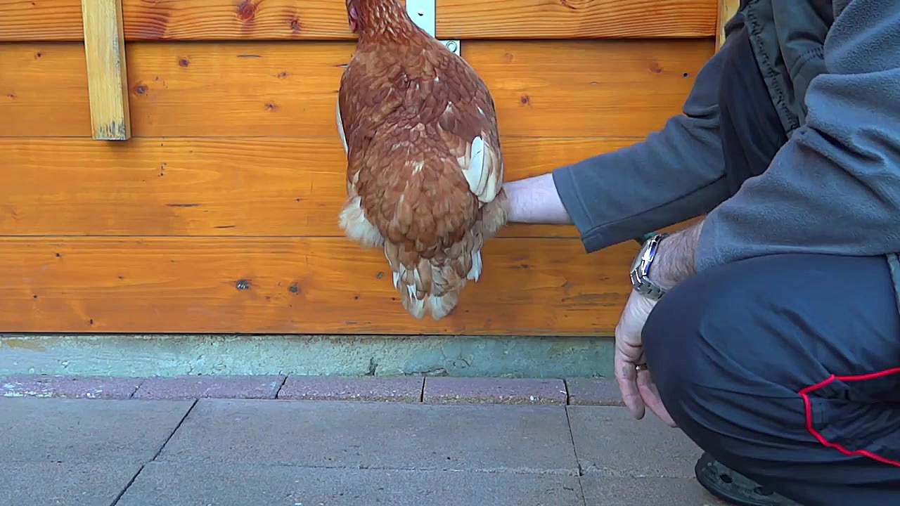 نحوه بریدن بال مرغ. نحوه گرفتن...