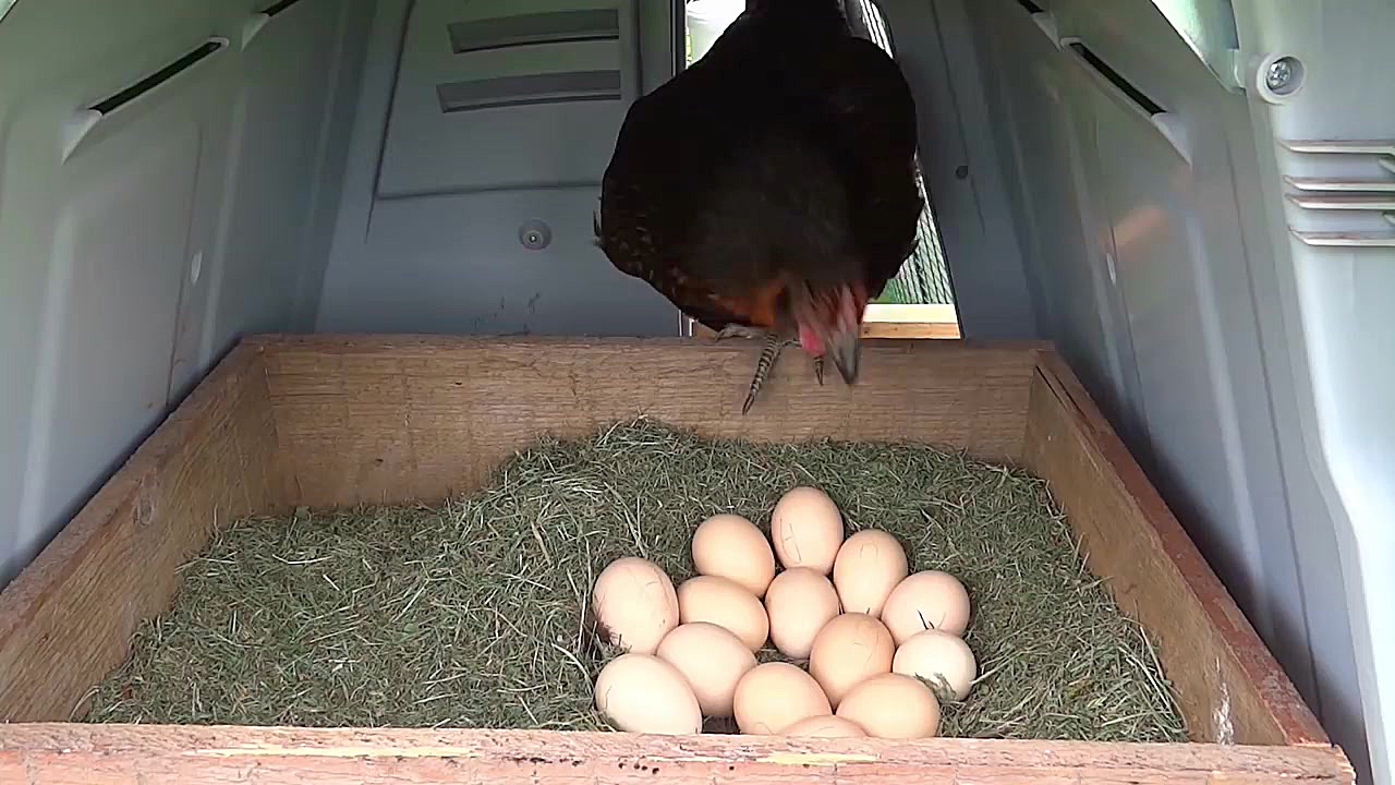 شیوع در خانه مرغ من. قسمت اول...