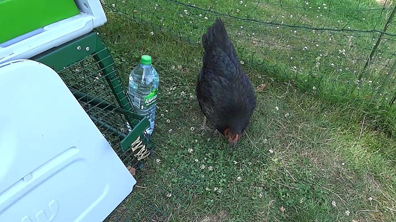 جوجه کشی در معامله مرغ من. دو...