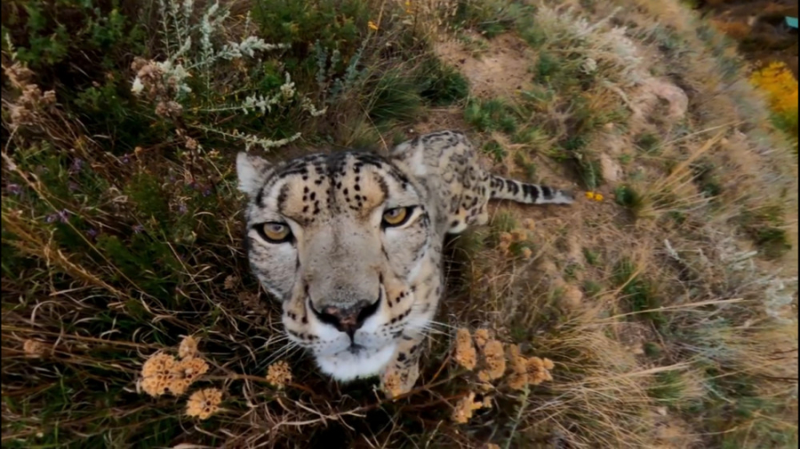 پلنگ برفی سلطان دشت ها با دورب...