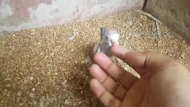 پرورش گله ای مرغ عشق