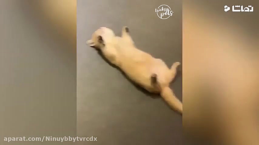 سگ و گربه های خنددار cat or do...