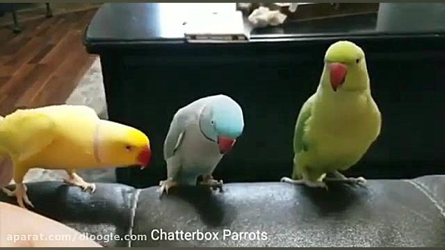 جواد خواجوی، ضربه خورده