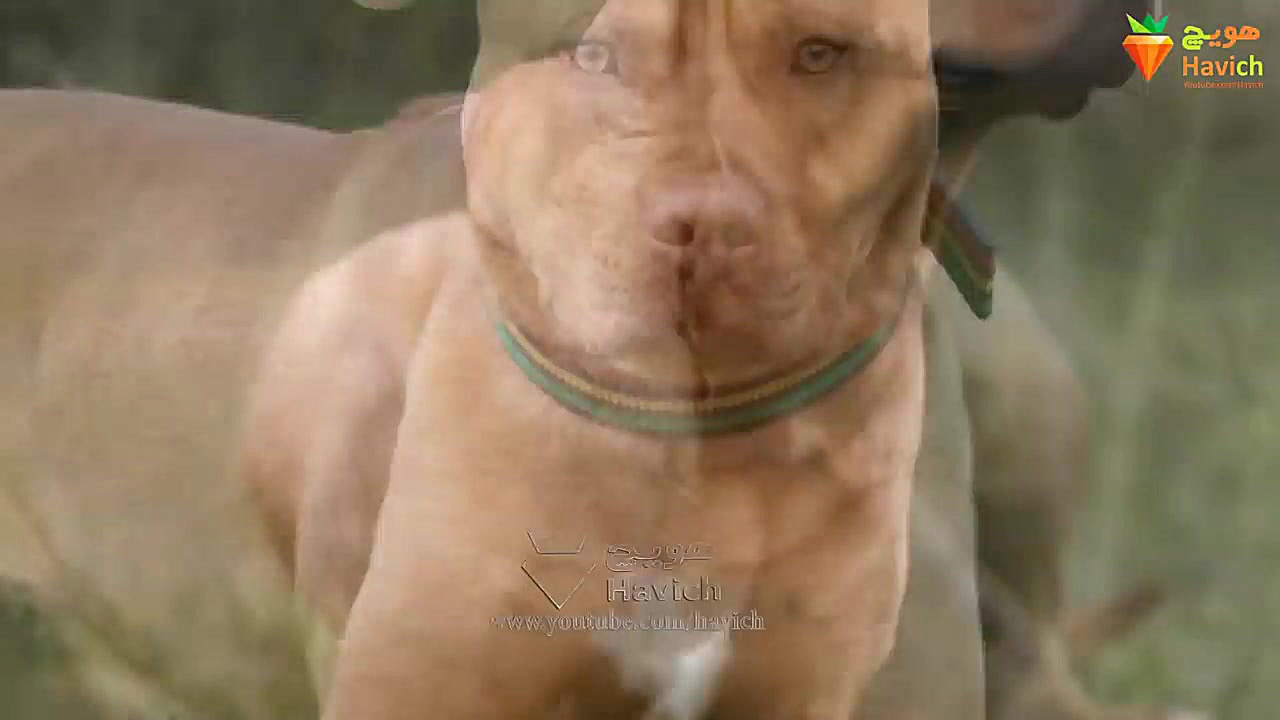 خطرناک ترین سگ ها که جرات نزدی...