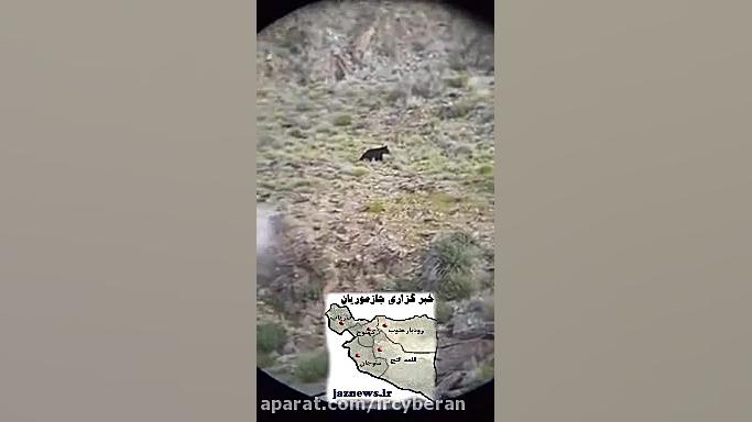 مشاهده خرس سیاه آسیایی در منطق...