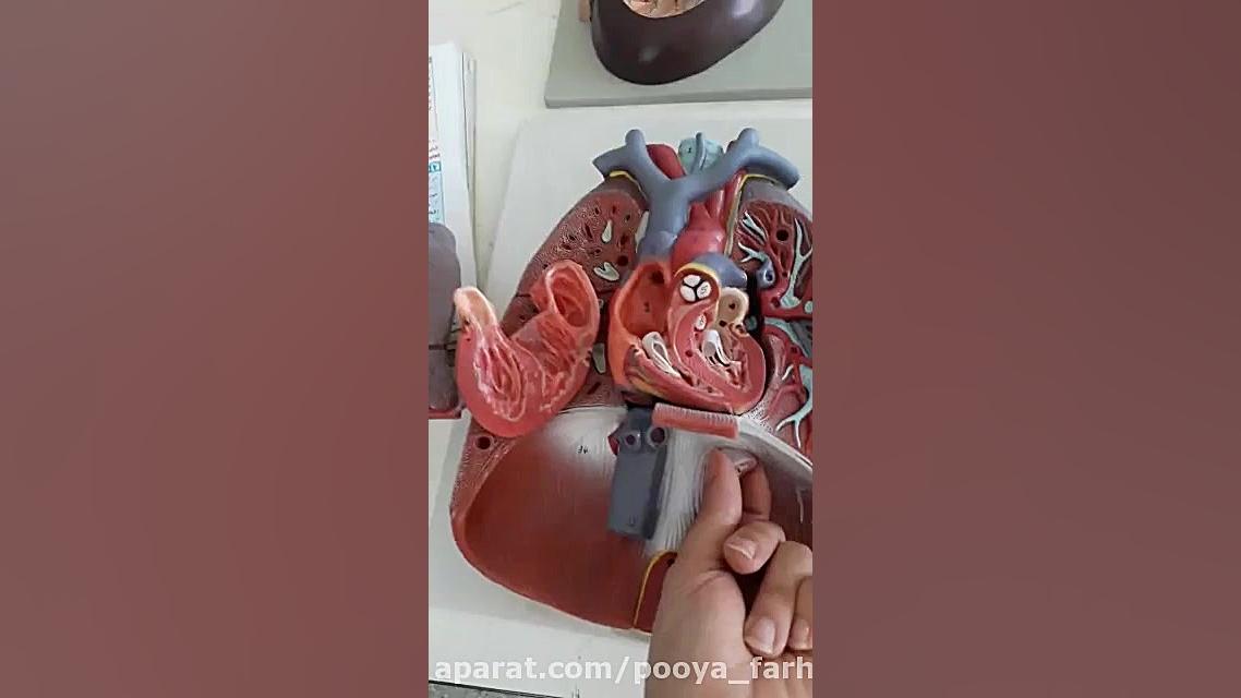 آموزش علوم پایه چهارم