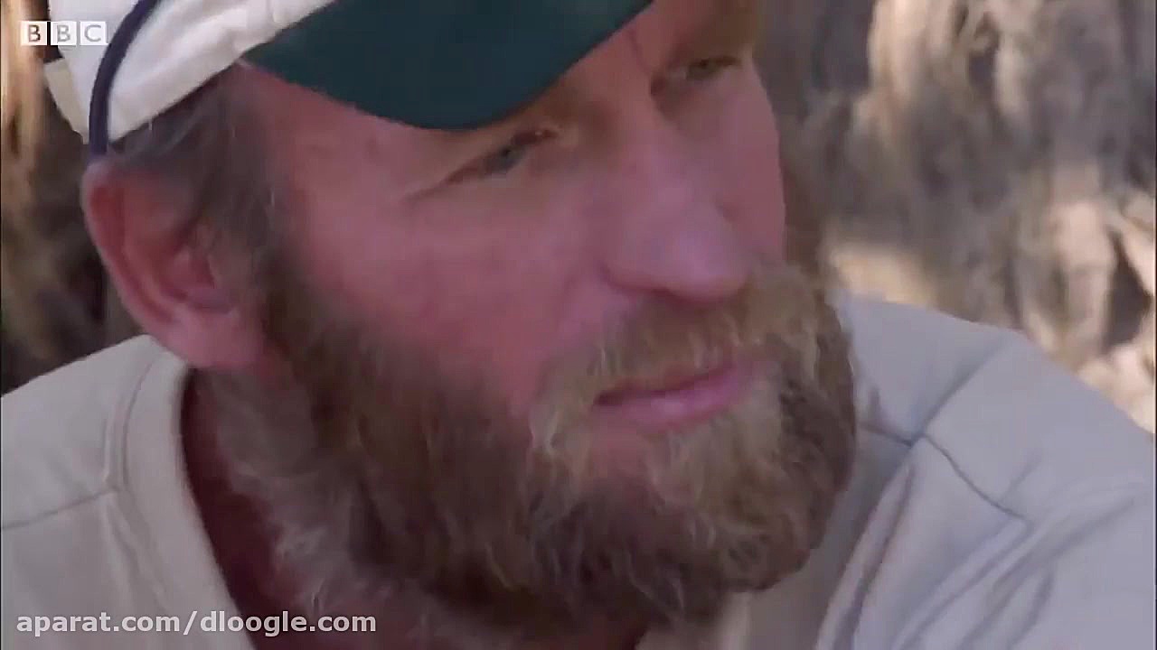 لحظات هیجان انگیز از زندگی شیر...