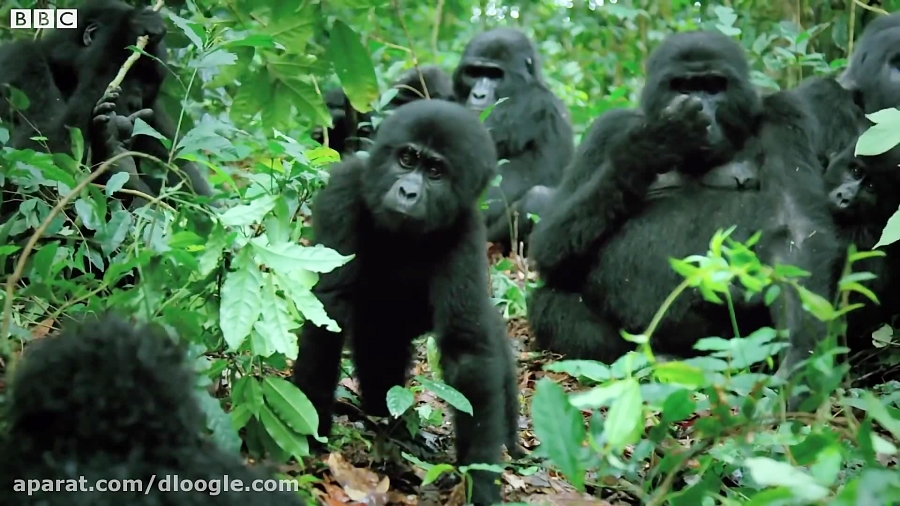 تهیه فیلم و مستند بصورت مخفیان...