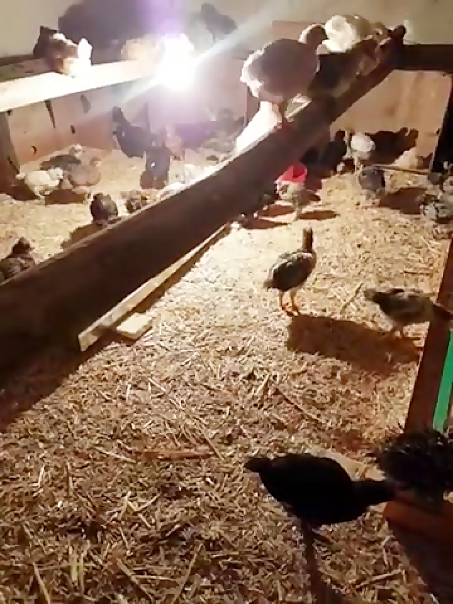 پرورش مرغ و جوجه بومی