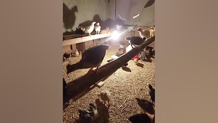 پرورش مرغ و جوجه بومی