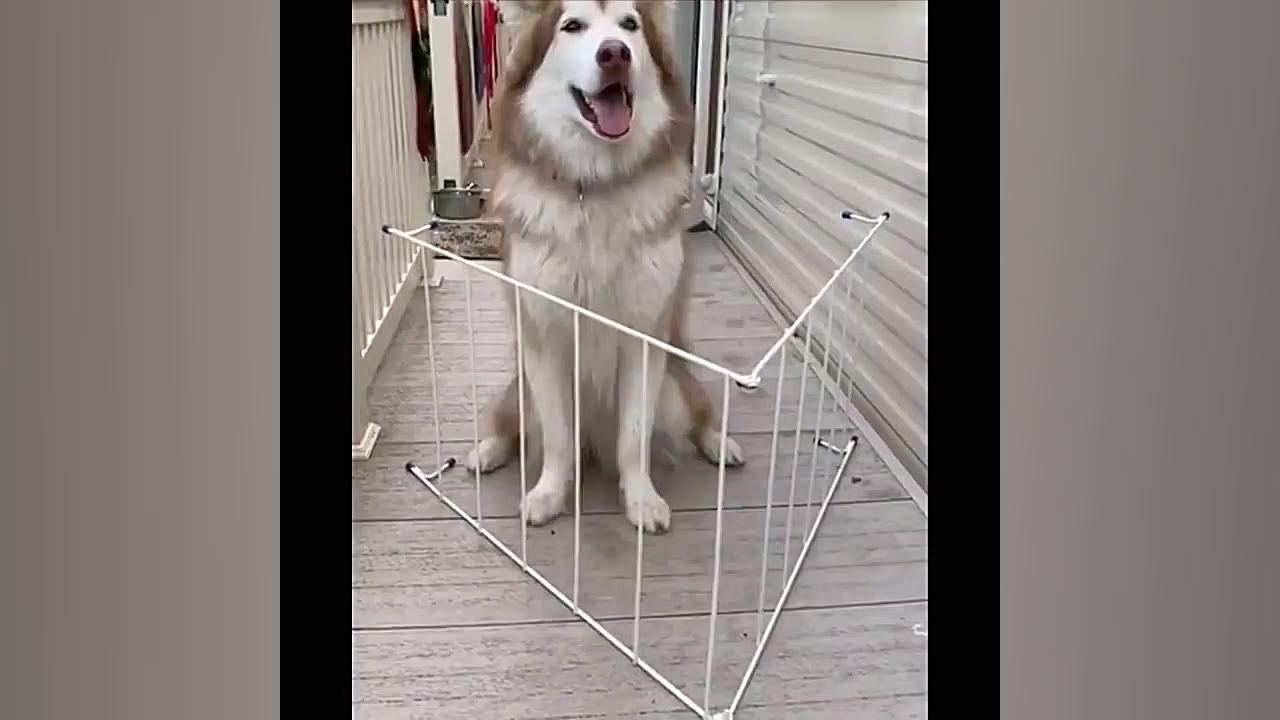 بچه حیوانات سوپر بامزه و خنده...