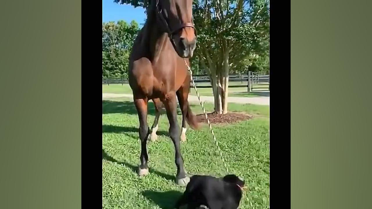 بچه حیوانات سوپر بامزه و خنده...