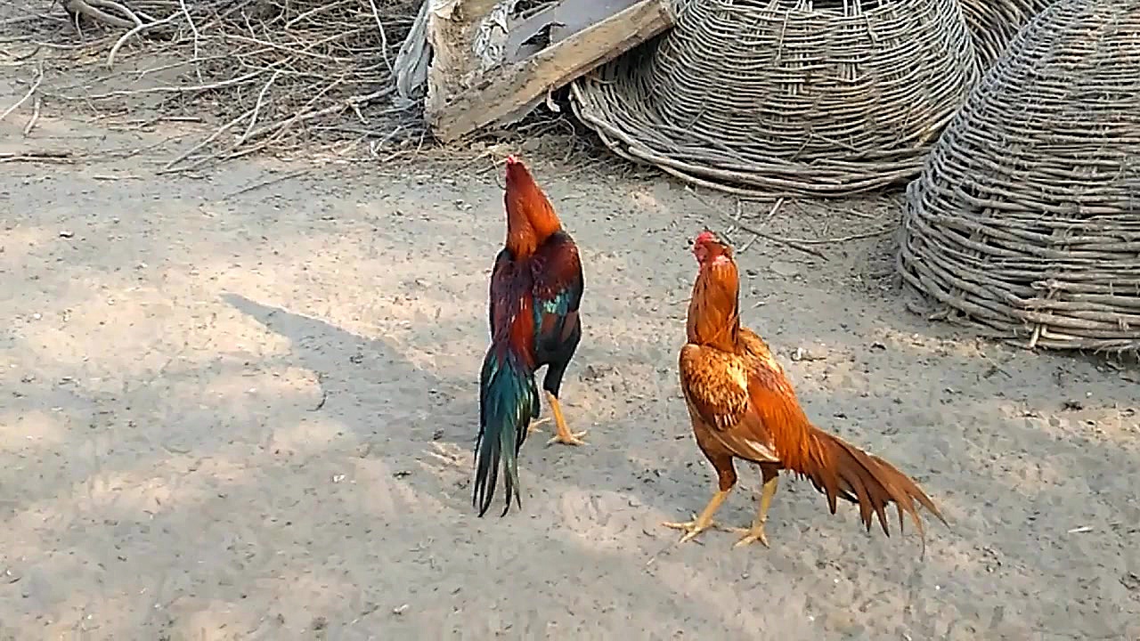 پاکستانی اصیل مرغ ۔نائاب نسل